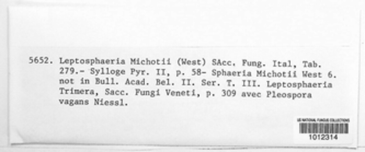 Paraphaeosphaeria michotii image
